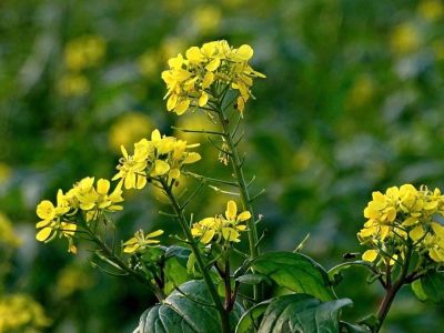 Dentro il giallo