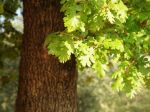 Quercia antica