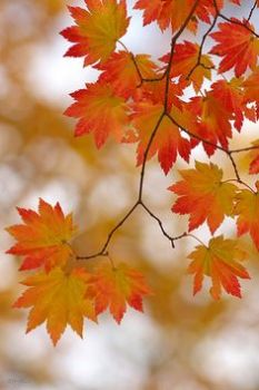 Lautunno con te