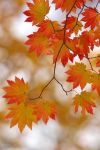 Lautunno con te