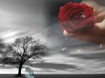 Fiore dalla morte