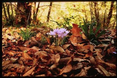 Primizie d'autunno