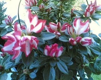 Il fiore della speranza