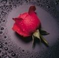 Rosa senza spine