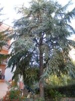 Il pino