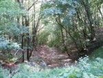 Nel bosco dell'amore