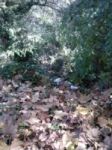 Nuovo autunno  