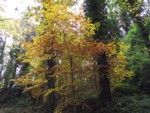 Foglie d'autunno  