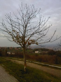 Primavera in città
