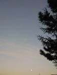 Il pino e la luna