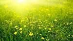 La primavera del sole