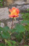 Rosa d’inverno