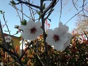 Primi fiori