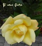 Il mio fiore