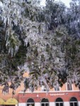 L’albero di ghiaccio