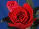 Rose rosse