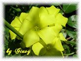 Ad un fiore