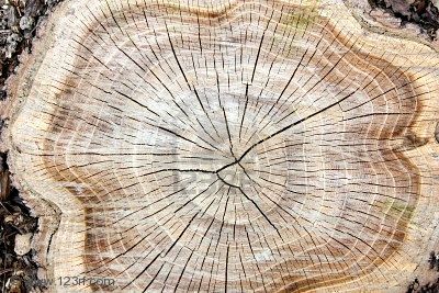 L'albero secolare