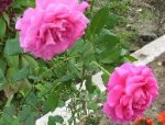 Figlia dell'amore