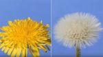 Er Girasole & er Dente de Leone, storia de libbert!