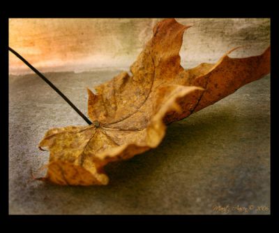 Foglia d'autunno