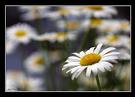 In un mondo in fiore...
