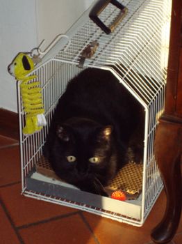 Un croccante sonnellino  