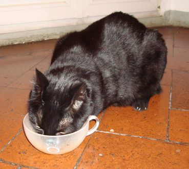 Una gattina tecnologica!