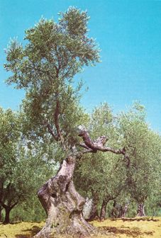 Rametti purificatori