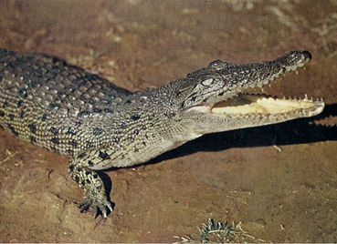 Nello stagno a passeggiare