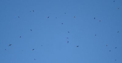 Palpiti della natura