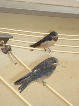 Fino a tarda estate!