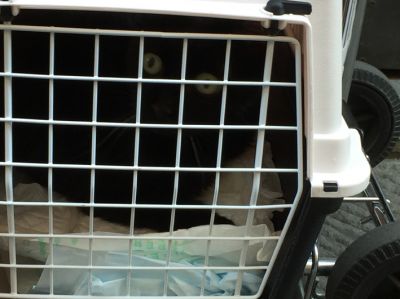 4 Luglio 2017 - Ritorno sui suoi passi