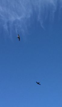 Quel ritrovo incantato