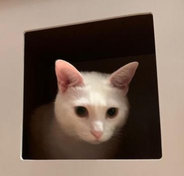 18 Febbraio 2021 - Quell�inaspettato gioco