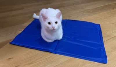 Una regina a riposo rinfrescandosi