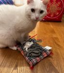 Miagolio di una miss