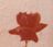 100 rose rosse