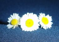 Il giorno pi� bello