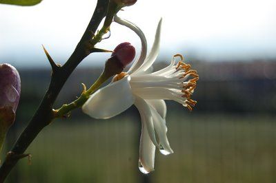 Gratitudine