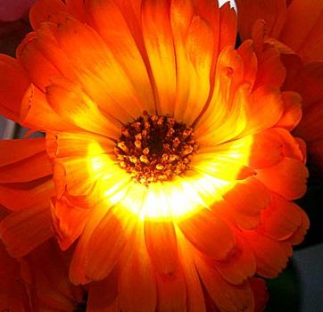 Il sole nel cuore  