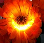 Il sole nel cuore  