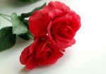 Una rosa nel week-end