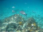 Filastrocca in fondo al mare  