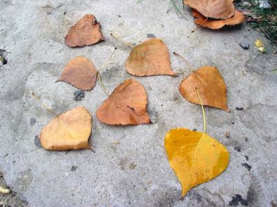 Cuori gialli