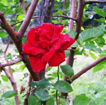Di mese in mese... Verso l'Amore