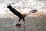 Può la colomba volare con il falco?