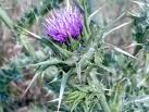 Fiore di cardo