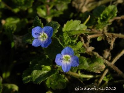 Quasi primavera