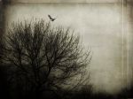 Anima di albero
